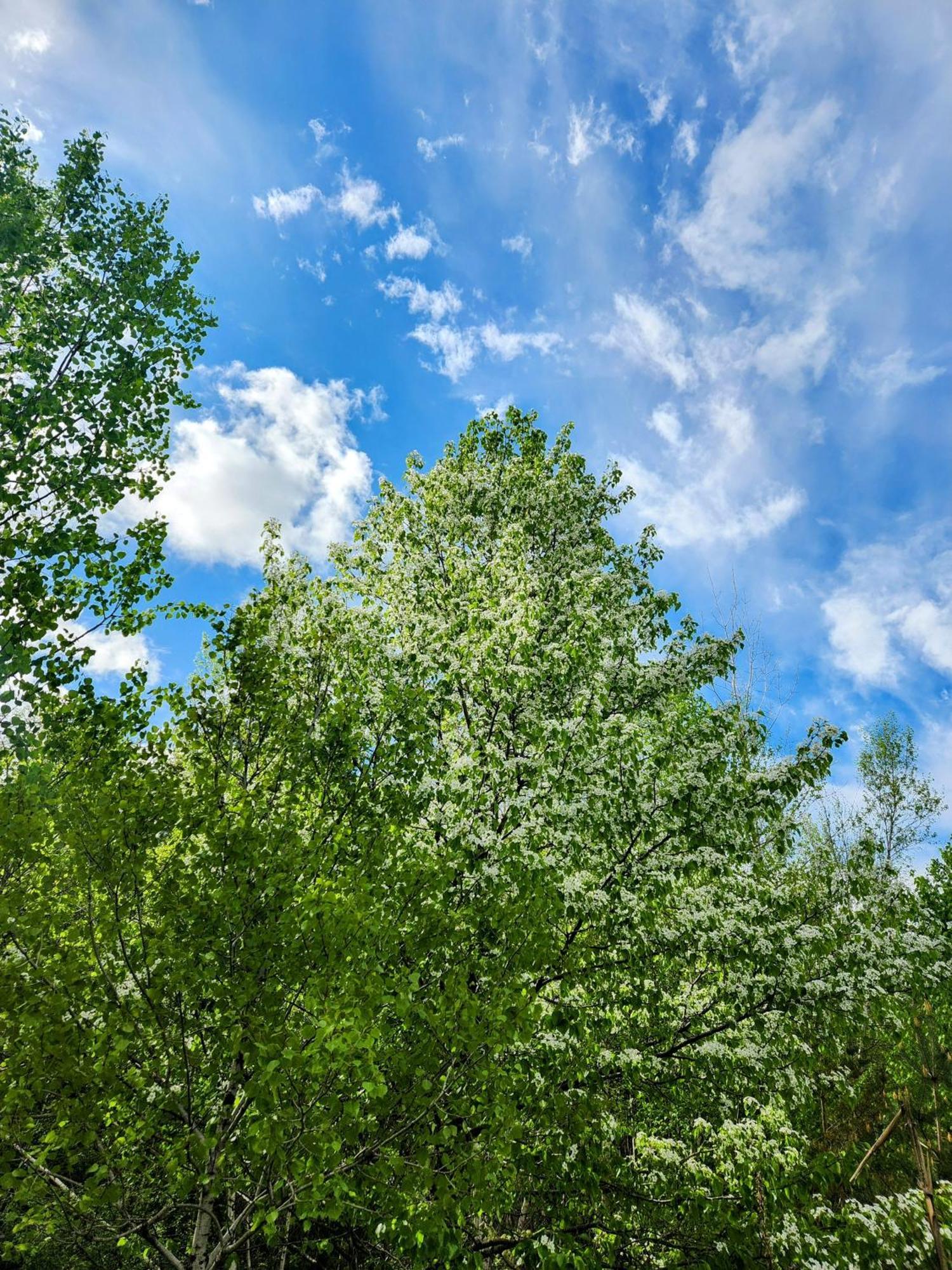 فيلا Backyard Bliss In The White Mountains لينكون المظهر الخارجي الصورة